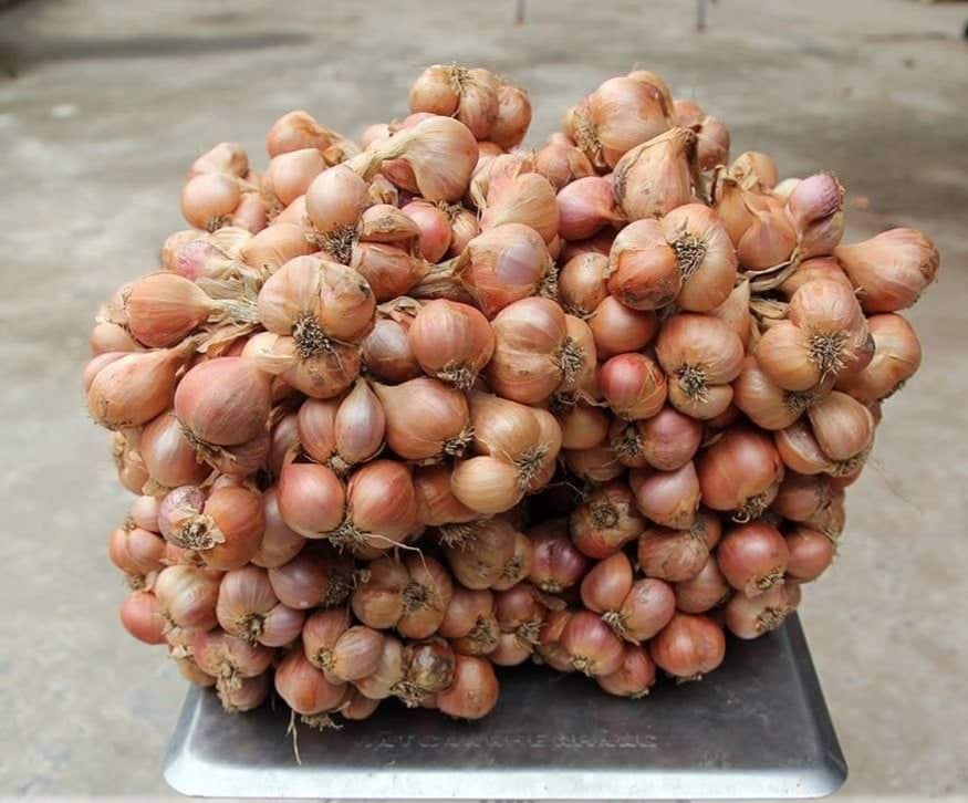 Củ hành phải chắc, mập, già vỏ và đều nhau. Lớp vỏ ngoài khô, dễ bong thì sau này mới lột bỏ dễ dàng.