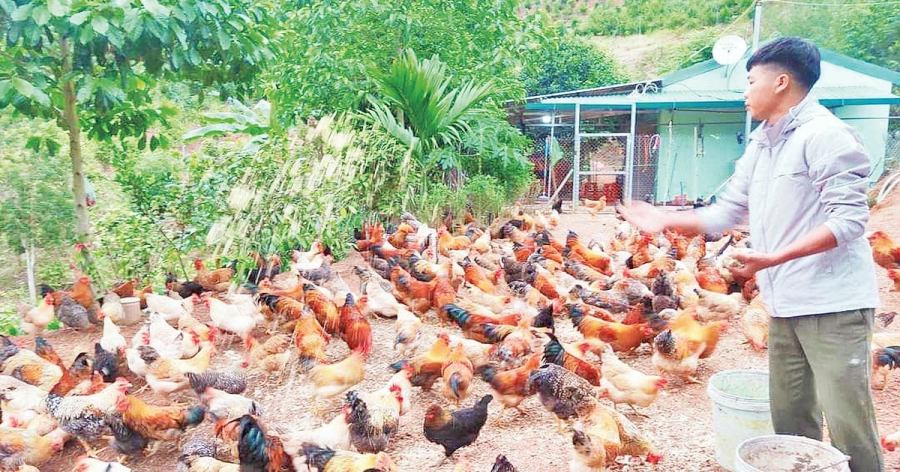 Với giá bán lên đến gần 200.000 đồng mỗi kg, hàng năm anh Cường có thể thu về lợi nhuận trên 150 triệu đồng