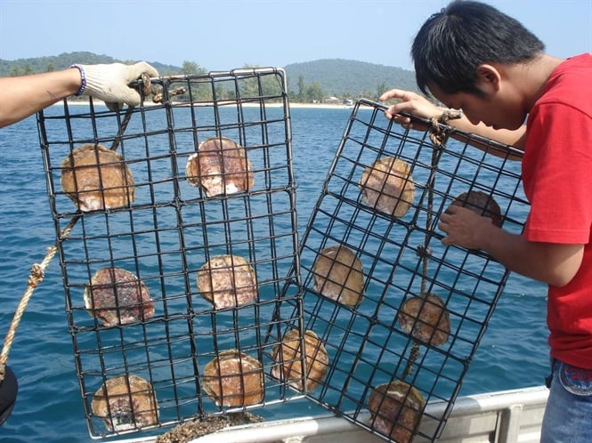 Kĩ thuật nuôi trai nước ngọt lấy ngọc