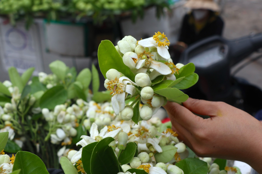 Hoa bưởi thường được sử dụng để cúng dường lên trời Phật. 