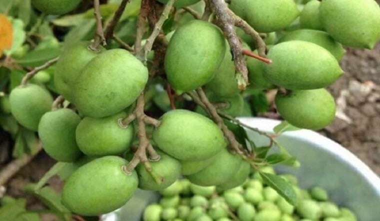 Trái cà na phổ biến ở các địa phương của Miền Tây.