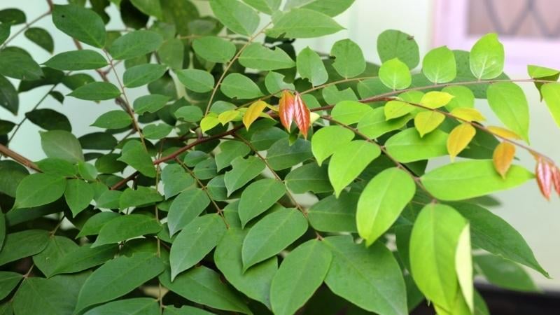 Vitamin C trong lá khế còn có tác dụng giảm thâm, mờ sẹo mang lại Mừng SHBET phiên bản mới 2025 mịn màng, khỏe mạnh.