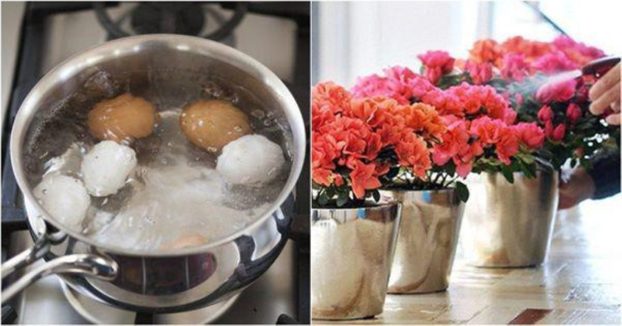 Nước luộc trứng có nhiều dưỡng chất tốt cho cây