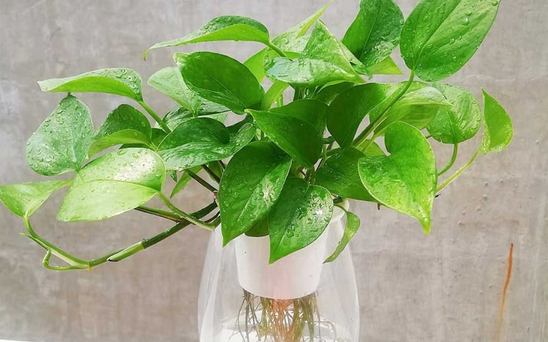 Cây Trầu Bà