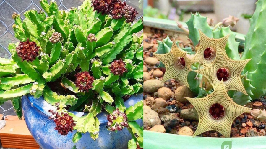 Xương rồng sao biển đẹp nhưng mùi hôi