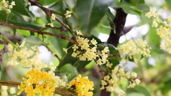 Theo quan niệm dân gian, mộc hương được xem như một biểu tượng của vận may và tài lộc.