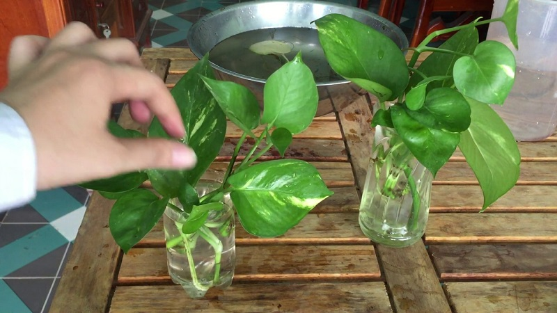 Nhờ vào khả năng sinh trưởng mạnh mẽ, dễ thích nghi với mọi điều kiện sống, cây trầu bà được xem là biểu tượng cho sự thịnh vượng, thăng tiến trong Shbet16 chơi game trực tuyến.    