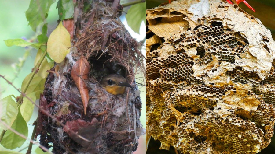 Chim ong về làm tổ là rất may mắn