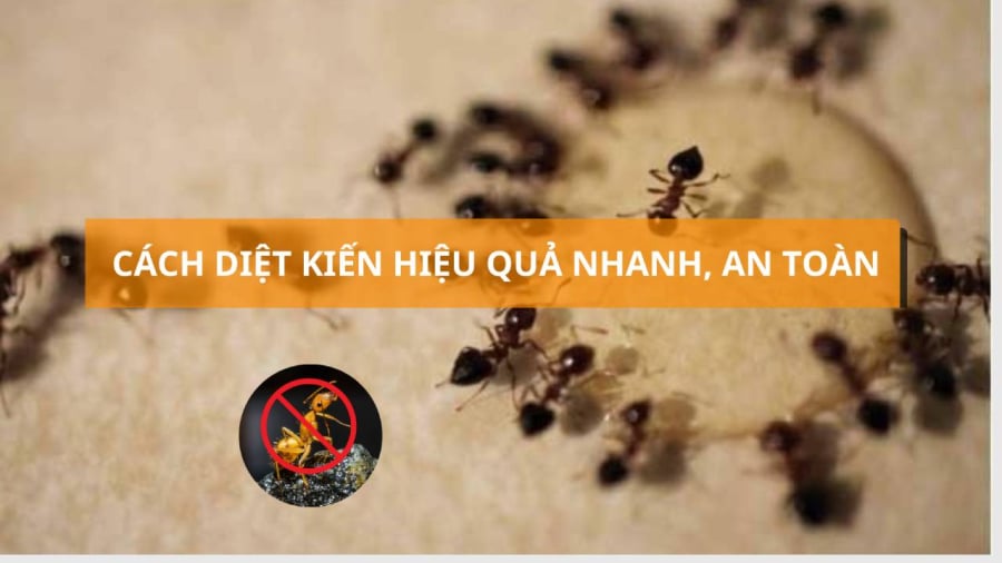 Diệt kiến bằng các nguyên liệu tự nhiên là một cách an toàn và hiệu quả
