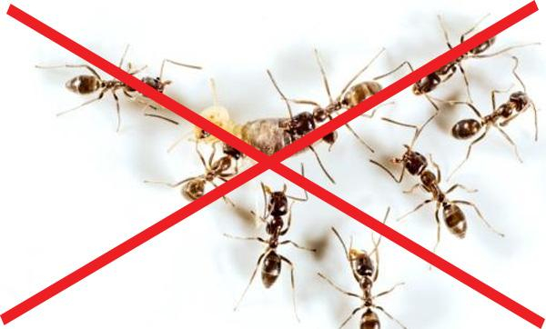 Việc sử dụng các nguyên liệu tự nhiên để diệt kiến đòi hỏi sự kiên nhẫn và thời gian để đạt được kết quả mong muốn