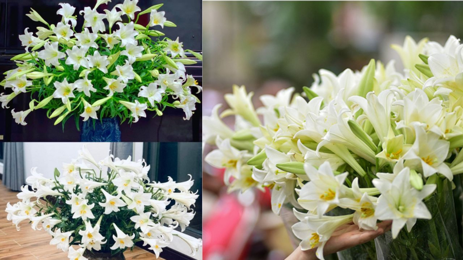 Hoa loa kèn là đặc trưng của tháng Tư