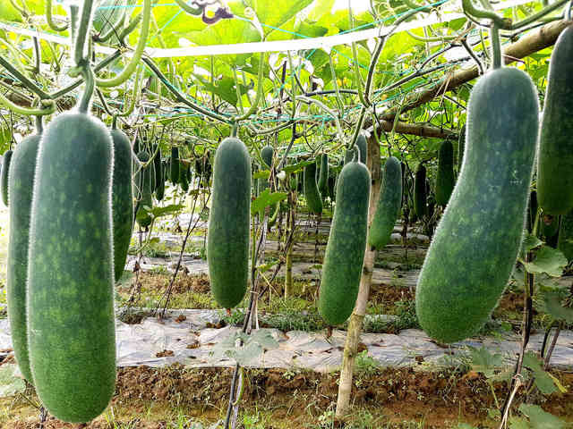 Bí đao là thực phẩm rất thích hợp cho người bị tiểu đường do có chỉ số đường huyết thấp