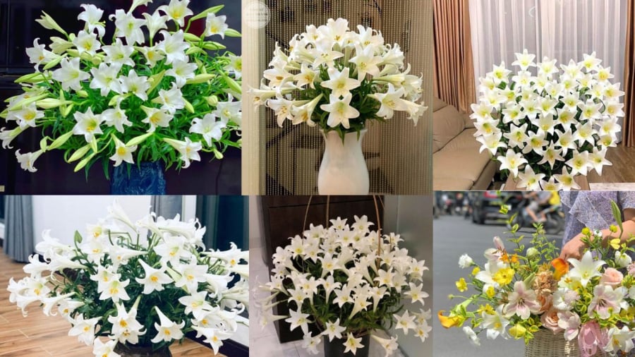 Một số mẫu hoa loa kèn