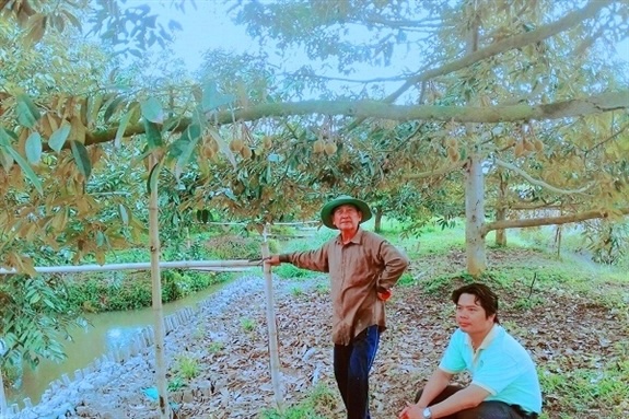 Cây sầu riêng trong vườn của ông Sáu hiện đã trên 10 năm tuổi