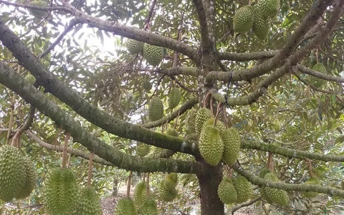 Sau khi trừ đi chi phí, ông Sáu vẫn thu lãi hơn 4 tỷ đồng