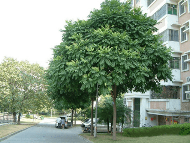 Cây sấu nên được trồng ở phía bên trái cửa nhà, vì theo phong thủy, bên trái được coi là bên mang lại tài lộc và thịnh vượng.
