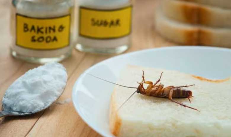 Nếu muốn diệt trừ hoàn toàn gián trong nhà, điều quan trọng nhất là phải cắt 