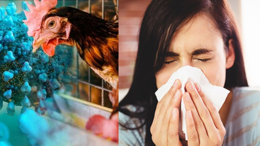 Cúm H5N1 lây từ gia câm sang người