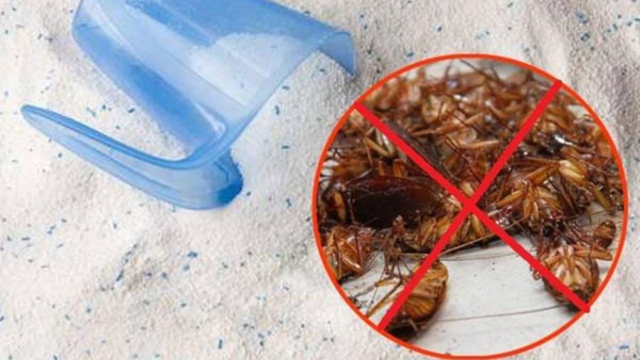 Đặt bát cơm đã trộn vào góc tủ hoặc những nơi gián hay đi qua.