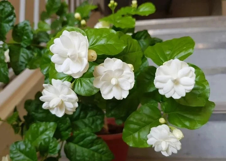 Dù chỉ đặt một chậu hoa nhài ngoài ban công thì mùi thơm của chúng sẽ nhanh chóng lan toả khắp căn phòng.