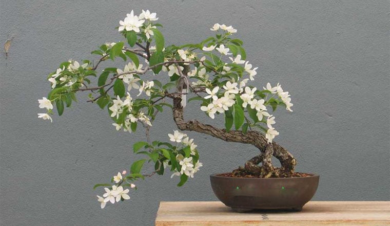 Không chỉ đẹp và thơm, nguyệt quế còn dễ trồng, dễ chăm và nở hoa quanh năm