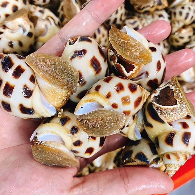 Nuôi ốc hương mặc dù không thể thu nhanh gọn như tôm nhưng an toàn cho người nuôi hơn và thời điểm hiện tại nuôi ốc hương có giá trị cao hơn