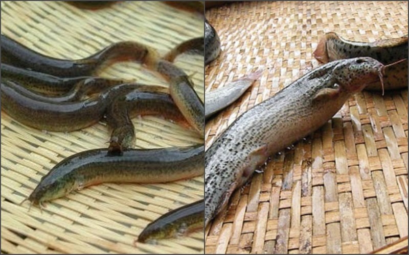 Cá Chạch được  ví sâm nước đừng bỏ qua