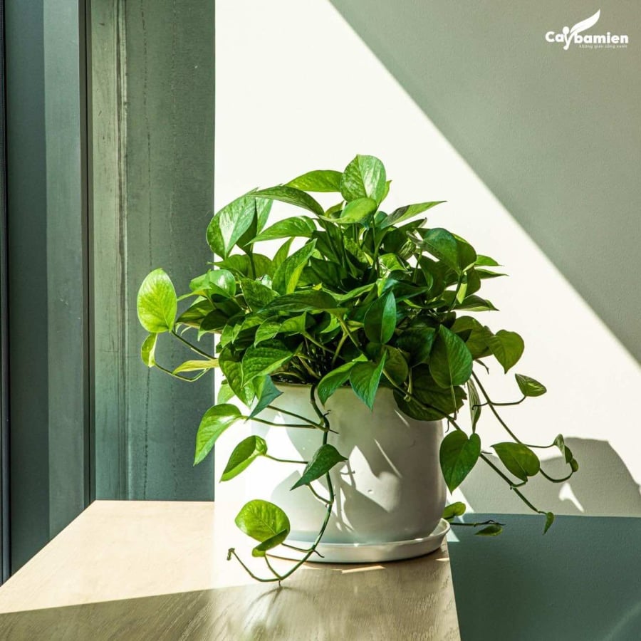 Dùng nước vo gạo đã lên men để tưới hoa, bạn sẽ thấy rằng cây trầu bà xanh thực sự có thể sinh trưởng và nảy nở mà không cần bón phân.