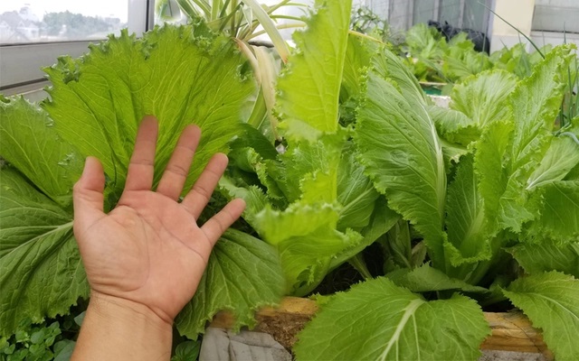Ăn cải bẹ xanh cung cấp nhiều chất dinh dưỡng