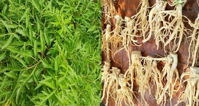 Dùng lá, củ hoặc rễ đinh lăng chữa đau lưng