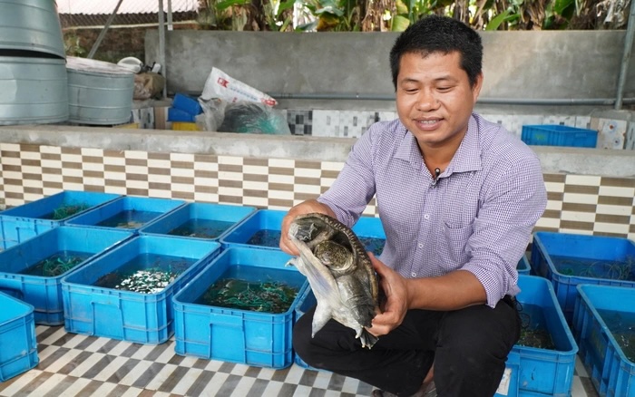 Thức ăn cho ba ba chủ yếu là cá tạp đã được xay nhuyễn và trộn với cám gạo và men vi sinh, giúp chúng tiêu hóa tốt và phát triển nhanh chóng