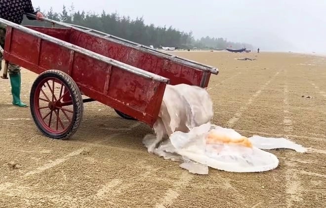 Những ngư dân đặt sứa xuống đất, dùng những con dao sắc lọc bỏ ruột, chỉ lấy thân và chân sứa. Từng miếng sứa mềm như thạch được cắt 