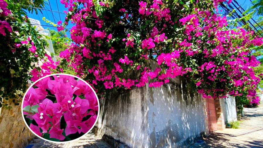 Hoa giấy không chỉ là cây cảnh giúp trang trí nhà cửa mà còn có ý nghĩa phong thủy riêng.