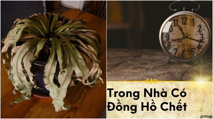 Cây cối đứng yên chết khô héo úa nên vứt bỏ