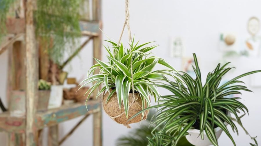 Cỏ lan chi dễ trồng trong nhà và cây vẫn cho hoa trắng tinh khôi