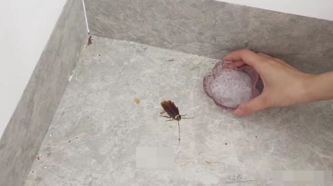 Gián, một loài sinh vật mà hầu như ai cũng ghét bỏ, sống rất khỏe mạnh và sinh sản nhanh chóng. 