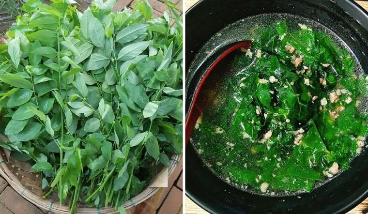 Rau ngót chứa nhiều dinh dưỡng