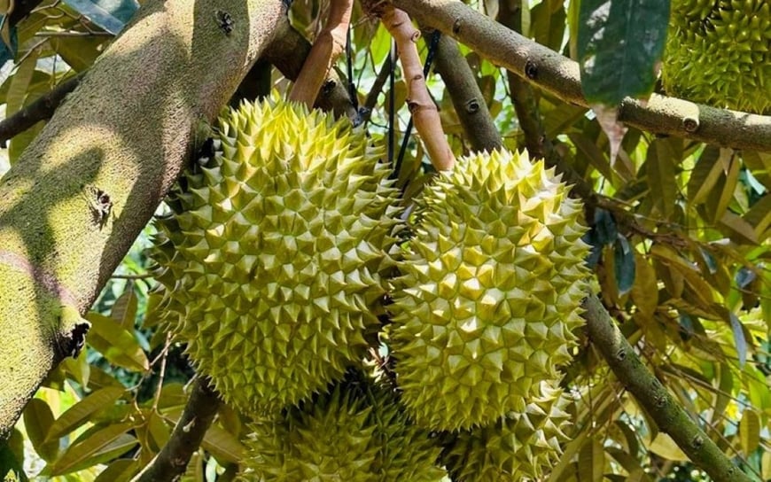 Sầu riêng    