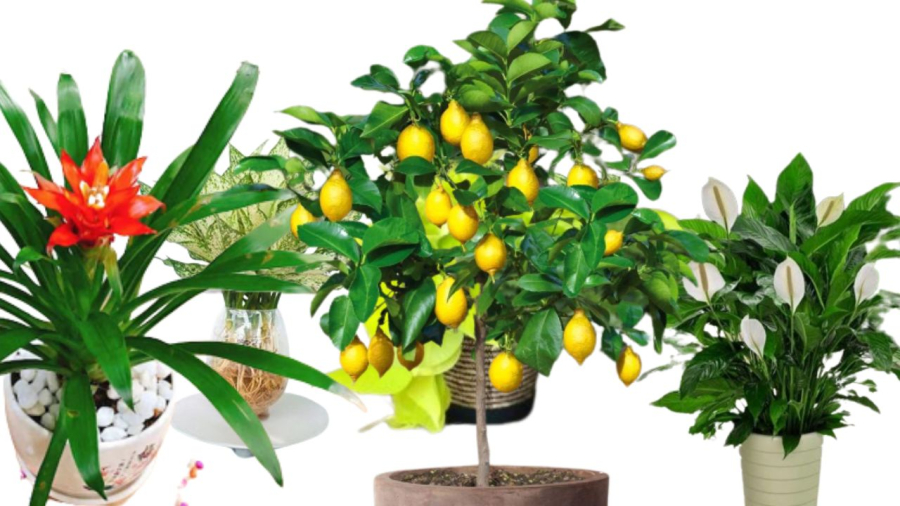 Trồng thêm cây xanh trong nhà cũng giúp làm mát hơn