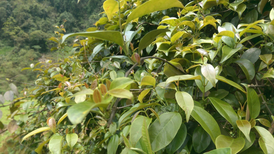 Lá giang mọc tự nhiên trong rừng, được dùng để chế biến trong nhiều Shbet0099 cá cược trực tuyến