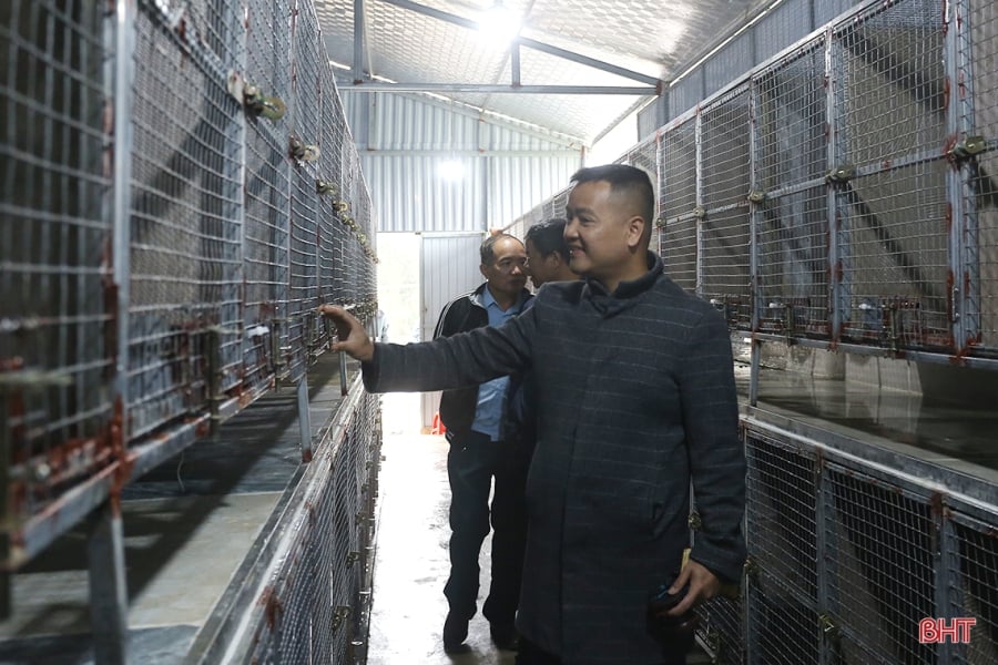   Với 2 khu chuồng diện tích hơn 500 m2, hiện anh Đức đang nuôi khoảng 700 con chồn hương, chủ yếu nuôi sinh sản để bán con giống ra thị thường. Ảnh: báo Hà Tĩnh  