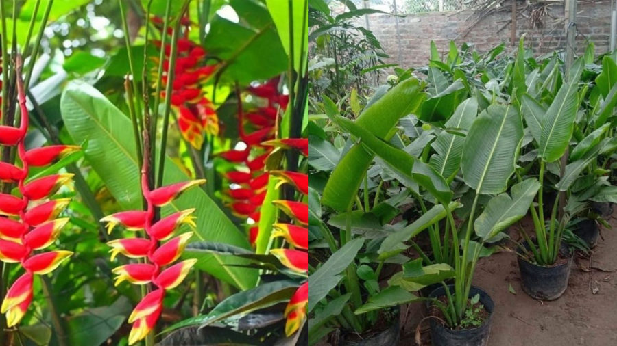 Cây chuối cảnh lá nhỏ gọn thanh thoát và hoa đẹp hơn nên hoàn toàn có thể trồng trước nhà