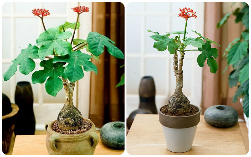 Cây ngô đồng cảnh tuy có độc, nhưng là loại cây vương giả và có ý nghĩa về mặt phong thủy, nên vẫn được nhiều người lựa chọn trồng  