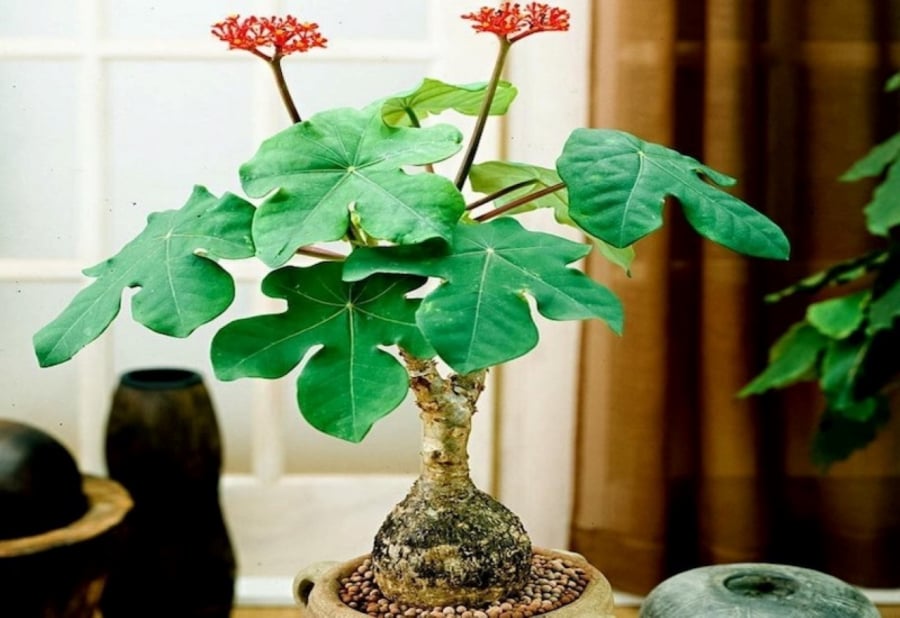 Cây ngô đồng cảnh rất có ý nghĩa về mặt phong thủy