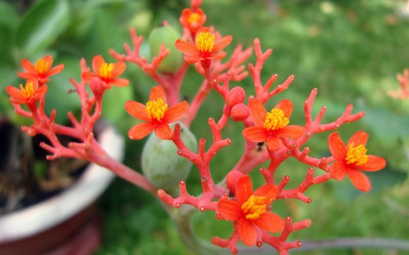 Hãy chú ý vì cây có độc, nhưng lại chữa được nhiều bệnh