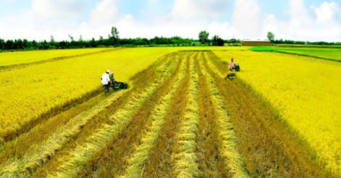 Trường hợp xây nhà trên đất nông nghiệp bị xử phạt