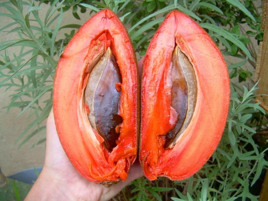 Tiêu thụ hồng xiêm đóng vai trò quan trọng trong việc cung cấp canxi, phospho và sắt, những dưỡng chất thiết yếu cho Sh88bet đăng ký miễn phí