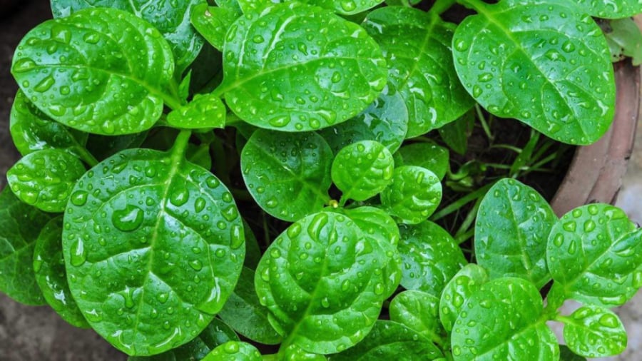 Sau khoảng 30 ngày trồng là có thể thu hoạch