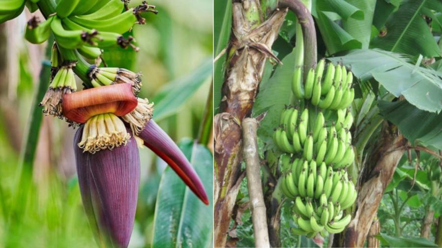 Cây chuối nhiều công dụng nhưng chúng không đẹp về thẩm mỹ và gây cản gió trước nhà