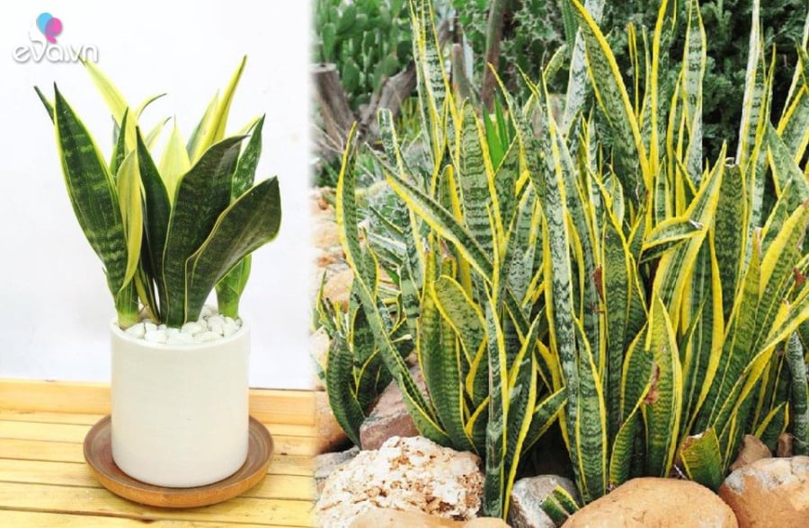 Trong phong thuỷ, cây lưỡi hổ có tác dụng tốt trong việc trừ tà, xua đuổi ma quỷ 